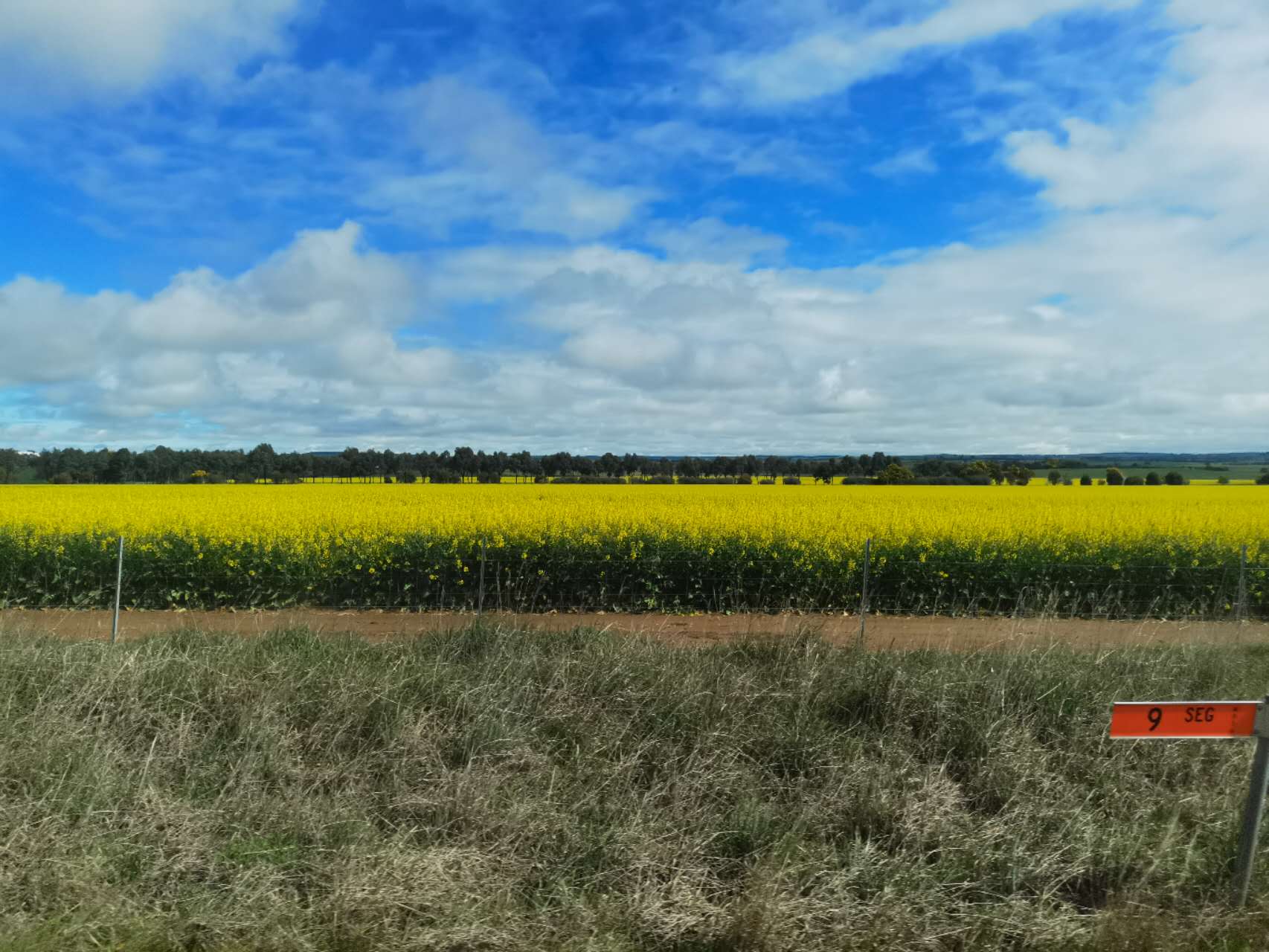 A lot of canola